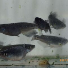 ブラックタイド2の若魚（2ペア）の画像