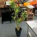 ランキングキーワードに紐づく投稿画像-観葉植物