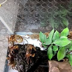 🦀アシハラガ二、1匹🦀可愛い❤️の画像