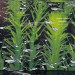 （メダカ）黒幹之系カガミ鱗（稚魚
オス1メス2）の画像
