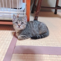ちび太🎀甘えん坊の男の子