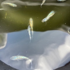 シンヘイキメダカの画像