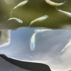 シンヘイキメダカの画像