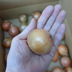 小さい玉葱の画像
