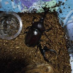 クワガタ、カブトムシオスとメスペア単品でもＯＫです。クワガタはノコギリクワガタです。の画像