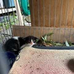子猫の里親さん探してます（病院受診済み）