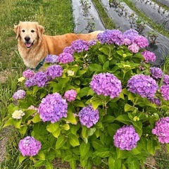大型犬 ペット用品譲ってください