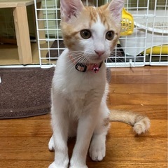 3ヶ月♀細身で、すごく綺麗な顔をしてます
