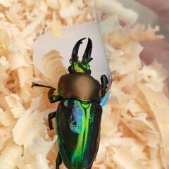 ♂青紋ニジイロクワガタ（グレード高め）×レコード血統メス　ペアの画像