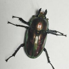 ♂青紋ニジイロクワガタ（グレード高め）×レコード血統メス　ペアの画像