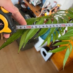 【希少・大型】130cm超え！屋久島原産リュウビンタイ ＋ 石製鉢付き【室内OK】の画像