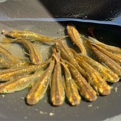 鳳凰メダカ　稚魚の画像
