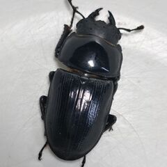 ニジイロクワガタ♀単品（レコード血統）ホペイオオクワガタ♀単品セットの画像