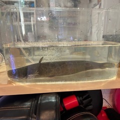 ナマズ🐟川魚
の画像