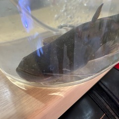 ナマズ🐟川魚
の画像
