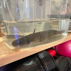 ナマズ🐟川魚
の画像
