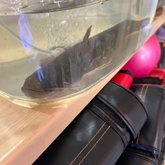 ナマズ🐟川魚
の画像