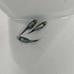 黒衣メダカの画像