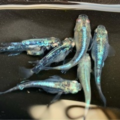 黒衣メダカの画像