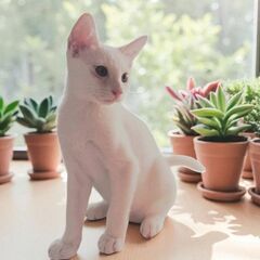 7月27日(日)三鷹で猫の譲渡会💐🌟🩷新たな子猫特集🩵☄️…