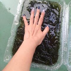 水草/ウィローモスの画像