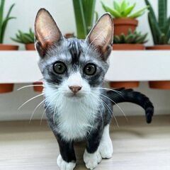 7月27日(日)三鷹で猫の譲渡会💐🌟🩷新たな子猫特集🩵☄️…
