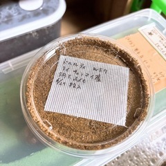 【幼虫】ドヘルティクワガタコガネ 幼虫 5頭セットの画像