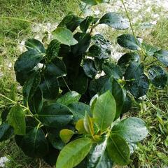 観葉植物　マンデビラ　リオ　の画像