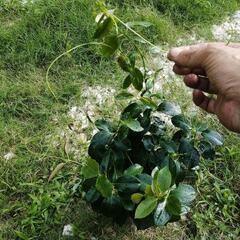 観葉植物　マンデビラ　リオ　の画像