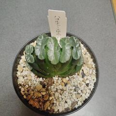 ハオルチア（天使玉扇）の画像