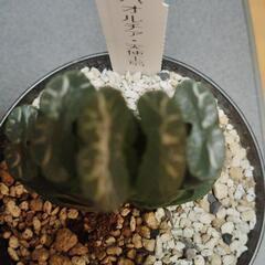 ハオルチア（天使玉扇）の画像
