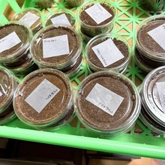 【幼虫】プラティオドンネブトクワガタ 幼虫1頭〜の画像