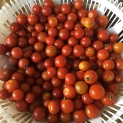 プチトマトの画像
