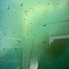 オロチメダカ稚魚の画像