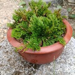 岩松　岩桧葉　盆栽20cm鉢の画像