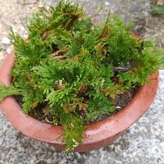 岩松　岩桧葉　盆栽20cm鉢の画像