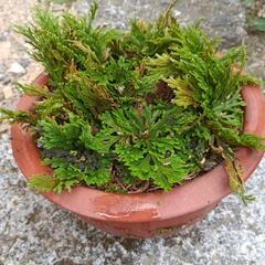 岩松　岩桧葉　盆栽20cm鉢の画像