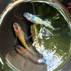 【追出品✨】ユリシス✖︎サファイア　鰭長メダカ　稚魚(針子)10匹の画像