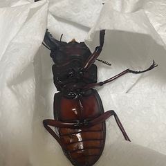 訳アリフォルスターニシ♂の画像