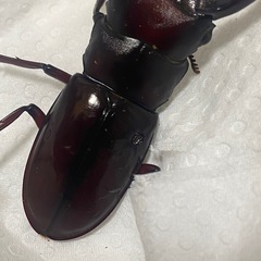 訳アリフォルスターニシ♂の画像