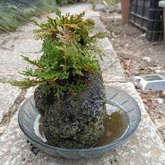 岩松　岩桧葉　岩に根付くの画像