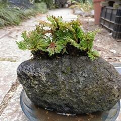 岩松　岩桧葉　岩に根付くの画像