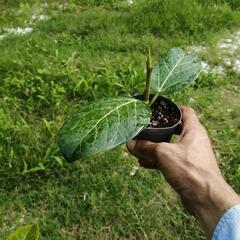 フィカス　ゴムの木　観葉植物　ベンガレンシスの画像