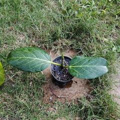 フィカス　ゴムの木　観葉植物　ベンガレンシスの画像