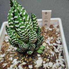 ハオルチア（十二の爪）の画像