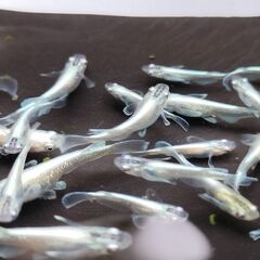 めだか マリアージュロングフィン　稚魚メダカ 約30匹の画像