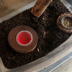 昆虫・カブトムシ・クワガタの画像