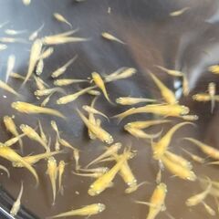 めだか 紅帝メダカ　針子稚魚　約30匹　ヒメタニシ稚貝2匹の画像