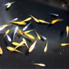💟ミックス.メダカ若魚｛計２８匹 ｝の画像