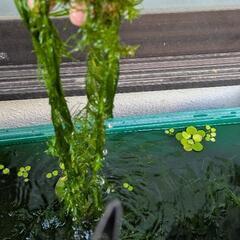 ミナミヌマエビ　30匹　　水草　の画像